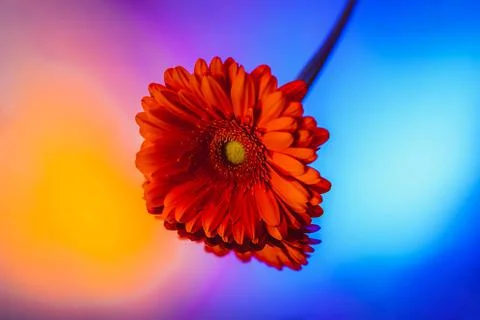Flowers shot in neon light. object photography Stock Photos