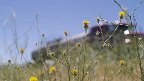 Flowers On Side Of Highway 4k Stock Footage 127800894