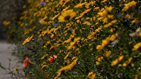 Flowers on the side of a road 4K Видео 91429559
