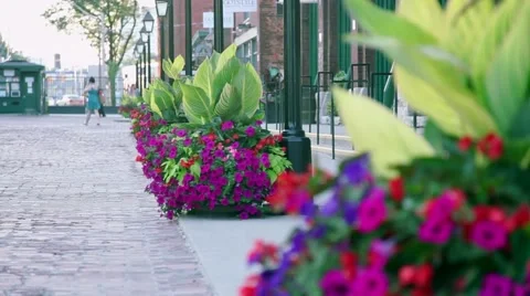 Flowers on Sidewalk Stock Footage 60738450