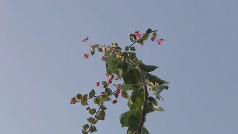 Flowers with sky background Stock Footage 83467822