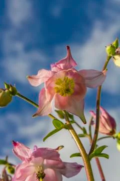 Flowers with sky in background Stock Photos