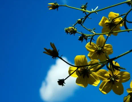 Flowers on the sky Stock Photos