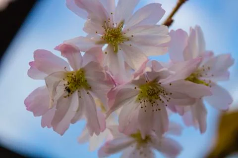 Flowers in the sky Stock Photos