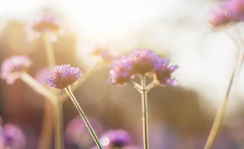 Flowers at sky. Stock Photos