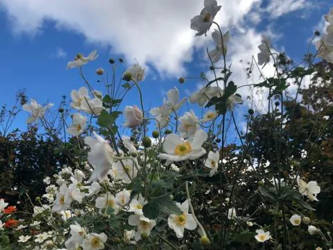 Flowers to the sky 库存照片