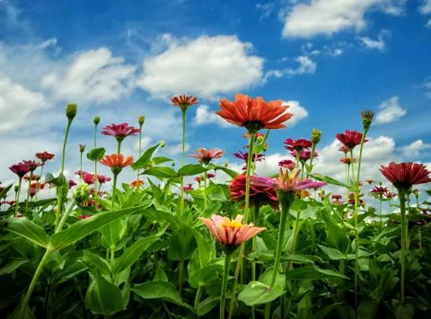 Flowers in the sky Stock Photos
