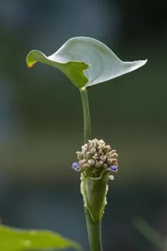 Flowers, slap java Stock Photos