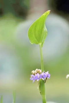 Flowers, slap java Stock Photos