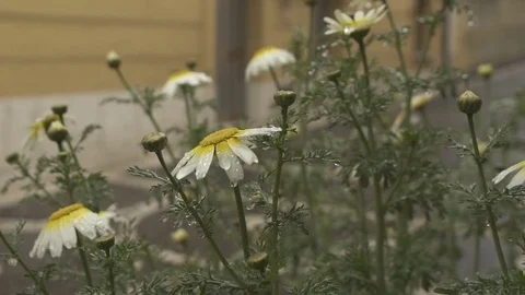 Flowers in slow motion 100 fps in a rainy day closeup Stock Footage 71267348