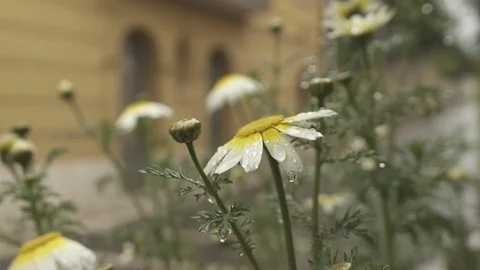Flowers in slow motion 100 fps in a rainy day closeup Stock Footage 71268693