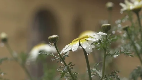 Flowers in slow motion 100 fps in a rainy day closeup Stock Footage 71269764