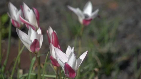 FLOWERS SLOW MOTION Video stock 87185255