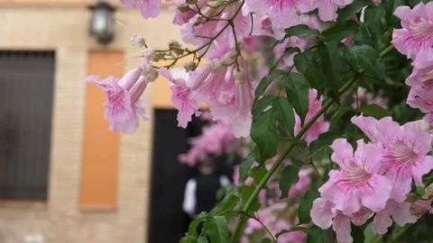Flowers Slow Motion Stock Footage 157444815