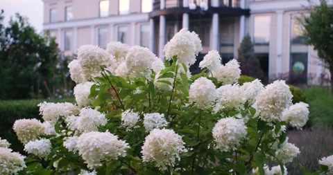 Flowers in slow-motion Stock Footage 256243200