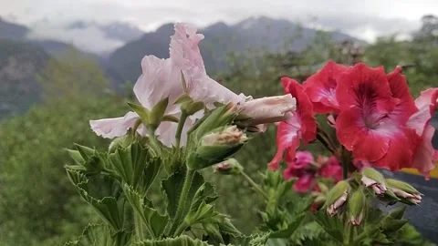 Flowers slow motion mountain Vidéo 238990831