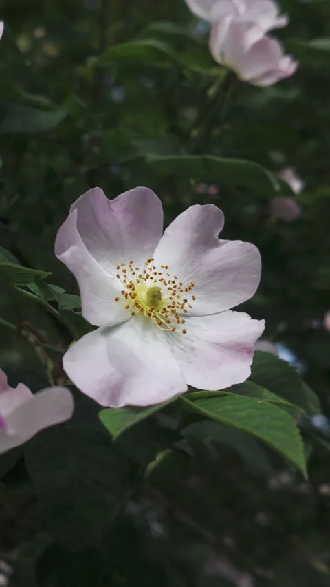 Flowers of Small-flowered sweet briar, Rosa micrantha sways in breeze, close-up Vídeos de archivo 337447869