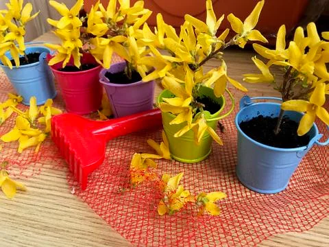 Flowers in small multicolored buckets. Stock Photos