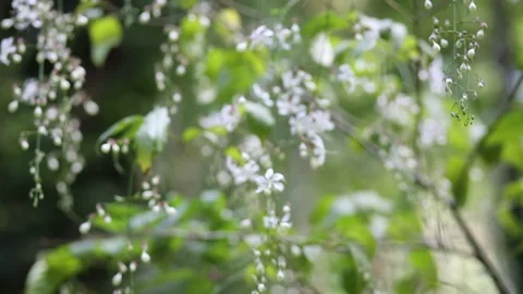 Flowers in small white Stock Footage 252405833