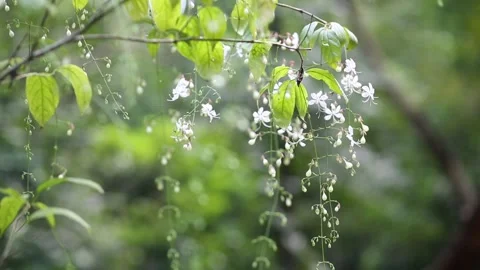 Flowers in small white Stock Footage 252405873