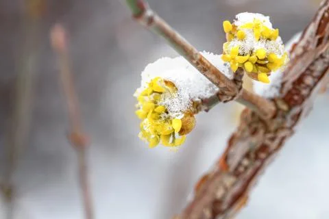 Flowers in the snow close-up. small depth of field (dof) Stock Photos