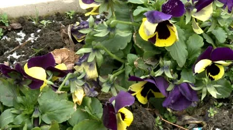 Flowers in snow Stock Footage 10678382