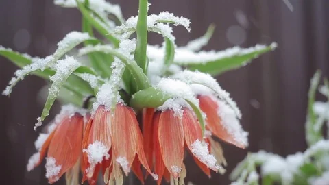 Flowers in the snow Stock Footage 80345809