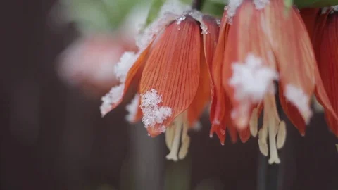 Flowers in the snow Видео 80346489