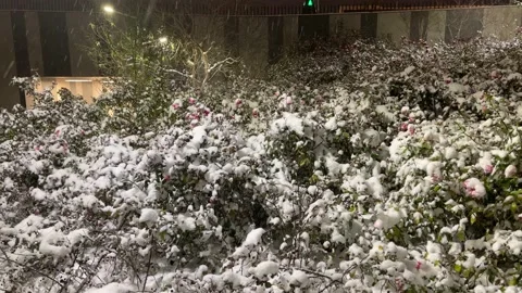 Flowers on snow Stock Footage 230016068