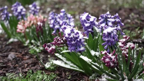 Flowers in snow Stock Footage 237458034