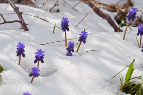 Flowers in snow 스톡 사진