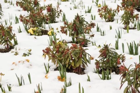 Flowers on the snow. Stock Photos