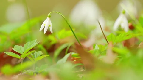 Flowers Of Snowdrop Spring Garden. Snowdrop Or Galanthus Family Of Amaryllis Stock Footage 260301522