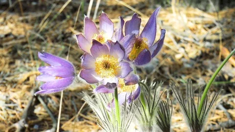 Flowers of snowdrops background Stock Footage 89863239
