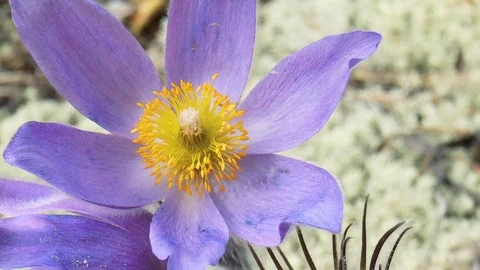 Flowers of snowdrops background Stock Footage 89863297