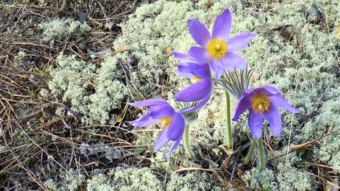 Flowers of snowdrops background Stock Footage 89863360