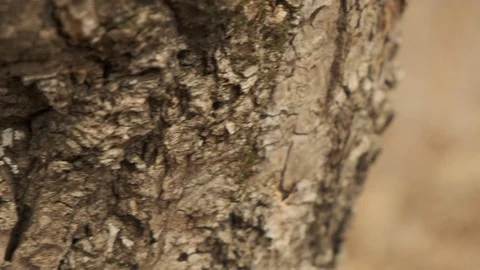 Flowers snowdrops Stock Footage 126766712