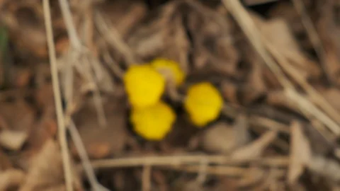 Flowers snowdrops Stock Footage 126766732