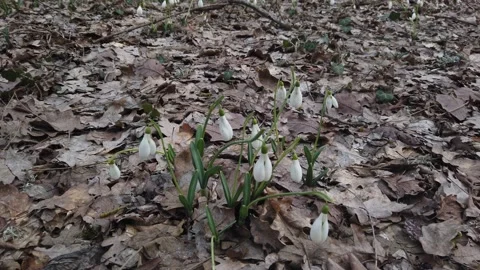 Flowers Snowdrops. Spring. 動画素材 169492931