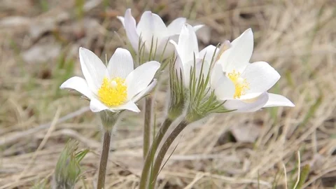 Flowers snowdrops in spring forest Stock Footage 75316916