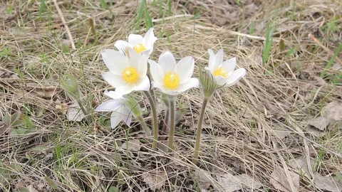 Flowers snowdrops in spring forest Stockbeeldmateriaal 75316939