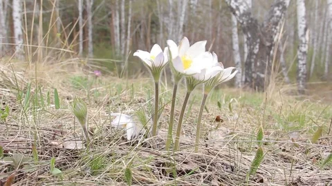 Flowers snowdrops in spring forest Stock Footage 75317066