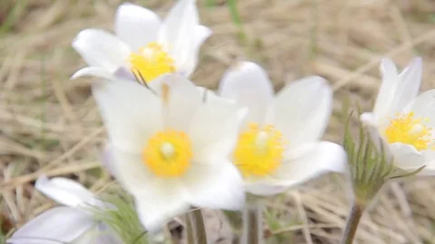Flowers snowdrops in spring forest Stock Footage 75317071