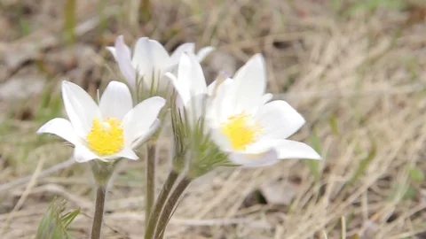 Flowers snowdrops in spring forest Stock Footage 75317110