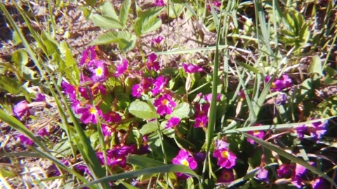 Flowers soap bubbles summer 스톡 동영상 89819494