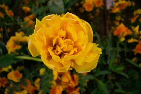 Flowers sofia-Bulgaria Stock Photos