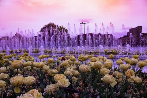 Flowers from sofia Stock Photos