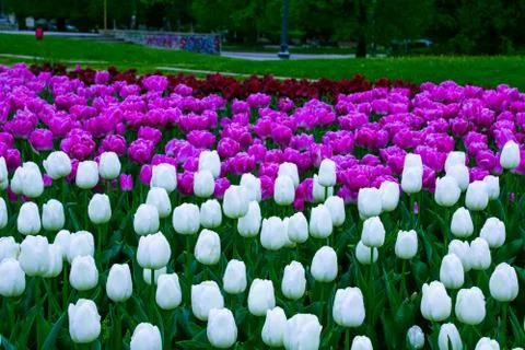 Flowers sofia Stock Photos