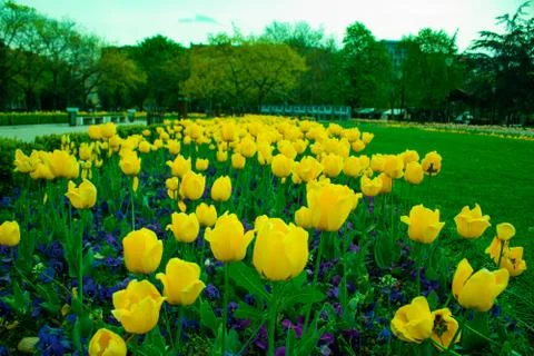 Flowers sofia Stock Photos