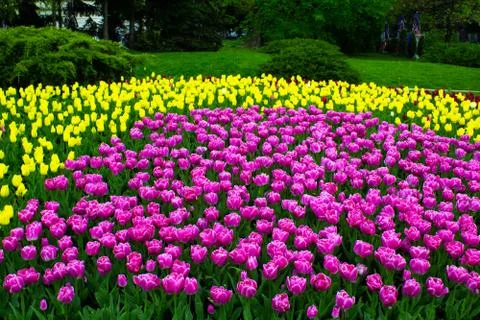 Flowers sofia tulips Stock Photos